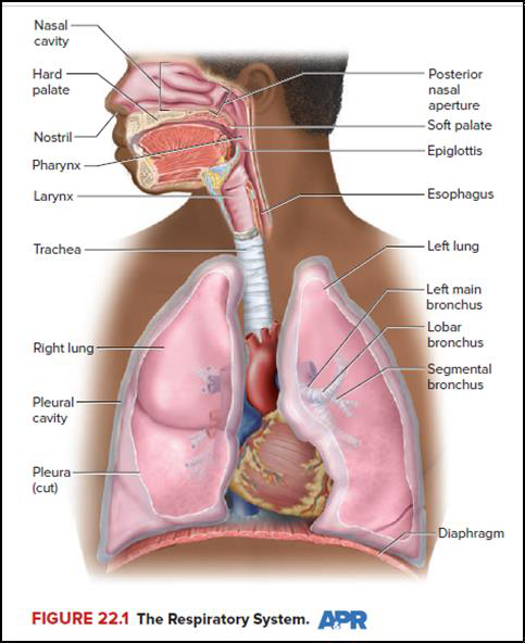 The human respiratory system
