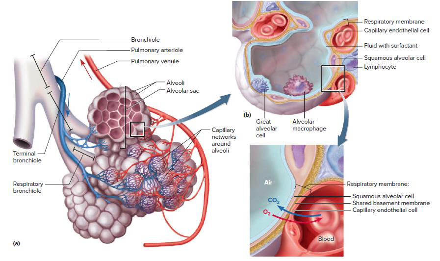 The detailed structure of the alveoli in the lungs