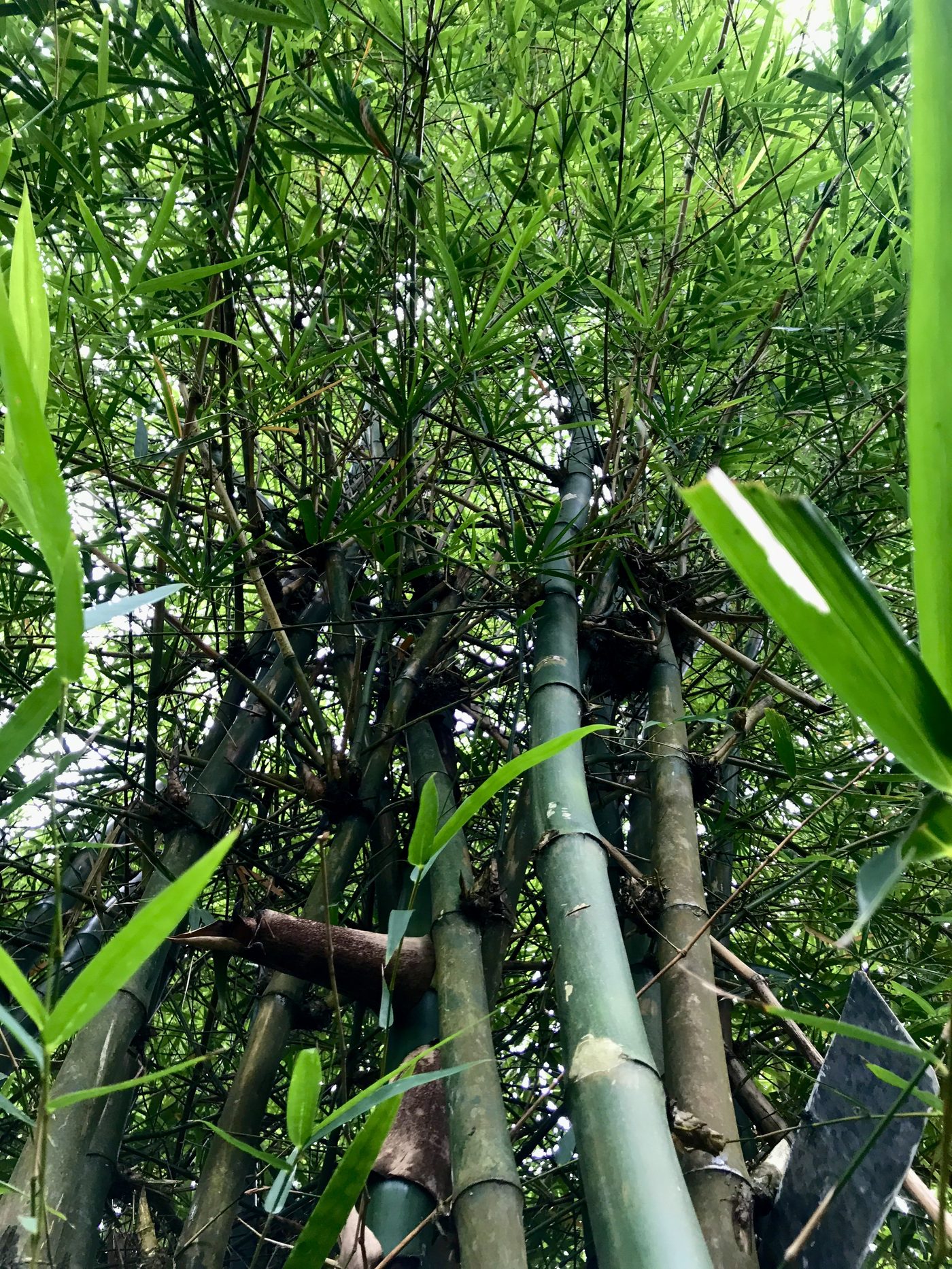 Cluster of bamboo stems and leaves