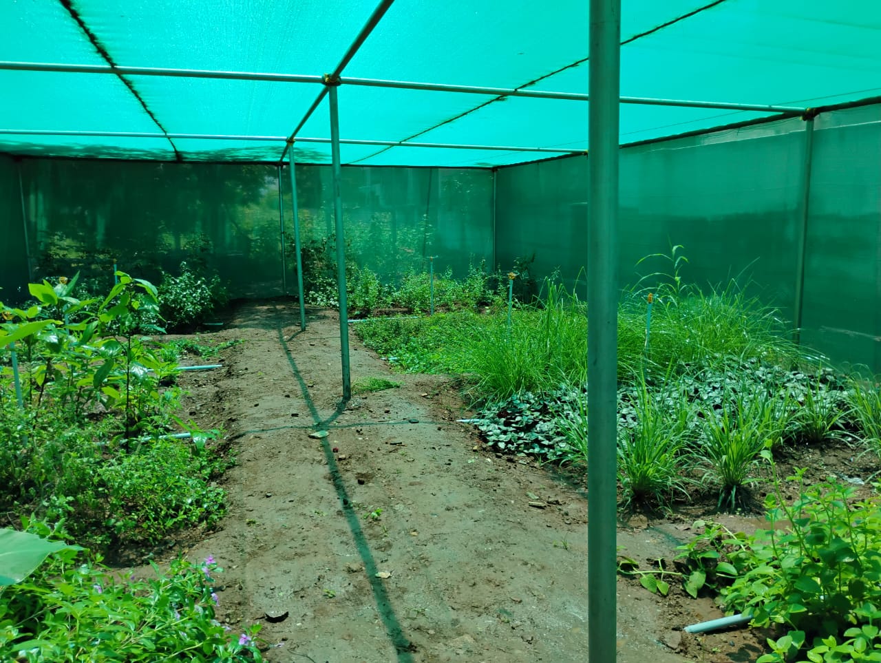 Shade nets covering a garden area