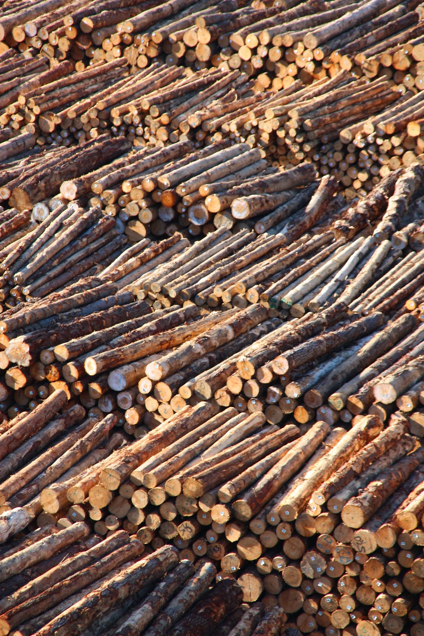 Stacks of softwood logs for carpentry