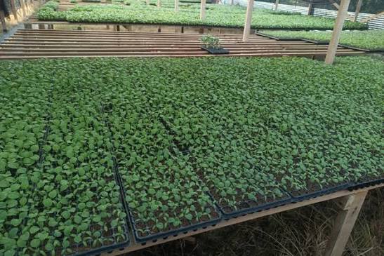 vegetable nursery