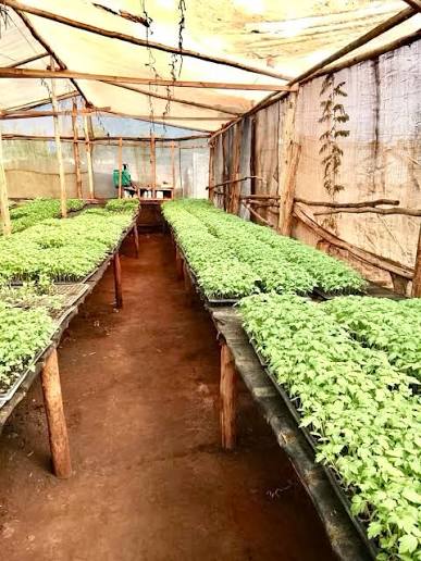 This is an outlook of a nursery structure