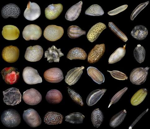 examples of what seed looks alike
